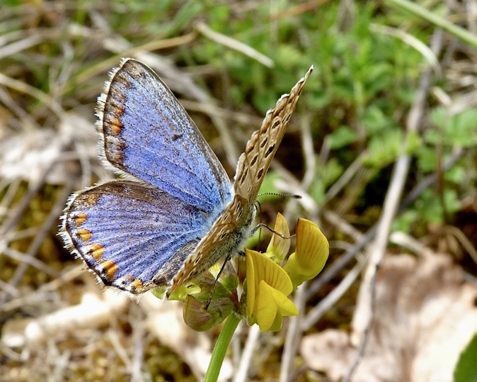 adonis blue ceronus